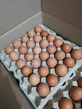 яйцо куриное