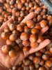 Фундук грузинский, сорт Анаклиури, новый урожай Кахетия, самовывоз