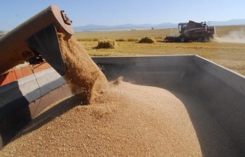 Станет ли Алтай  сырьевым придатком  Китая? Мнения аграриев, мукомолов и представителей власти