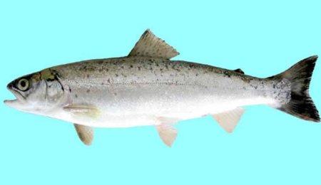 Квота на бумаге, лосось в море, чиновник в тюрьме