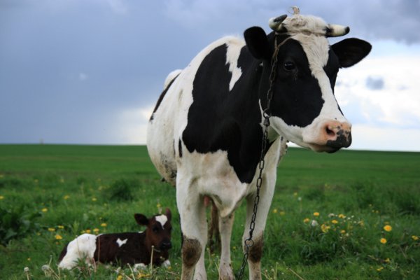 В Северной Корее «разбушевался» ящур