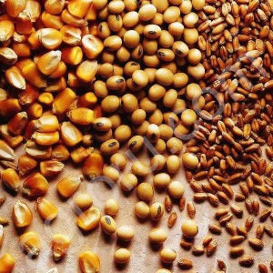 ОПТ с х культура Зерно Пшеница Ячмень