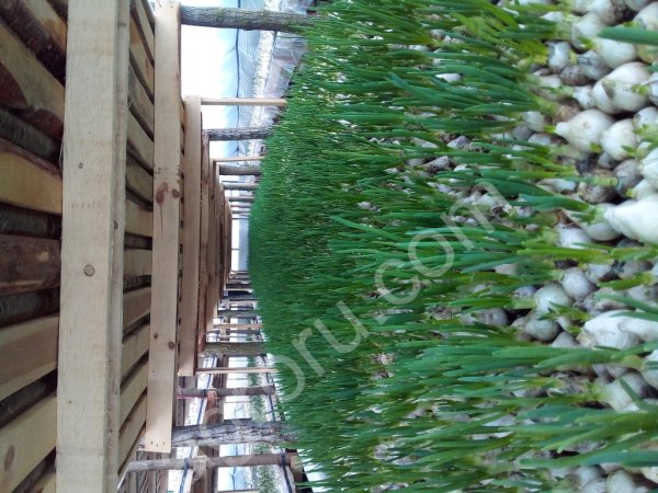 Лук зеленый