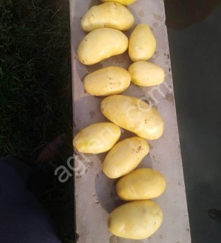 Картофель оптом нового урожая сорт Мелодия, мытый
