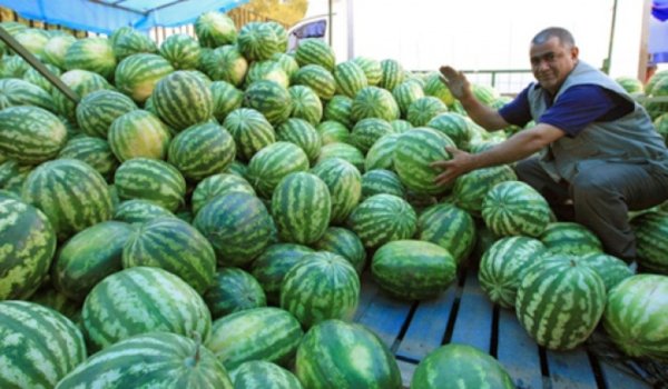 Роспотребнадзор нашел 1,5 тыс. незаконных точек по продаже бахчевых