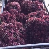 Салат Лолло Росса оптом.