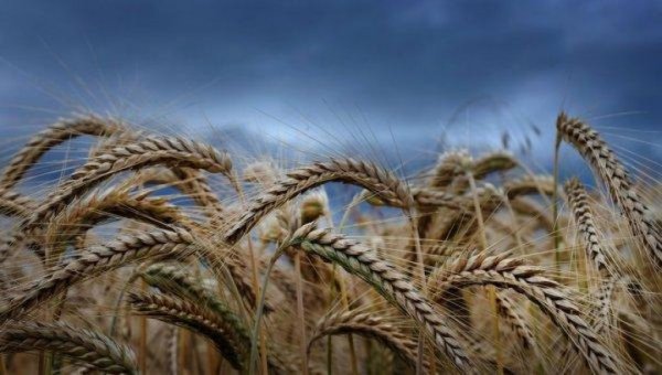 Казахстан с начала года экспортировал около 5,2 млн т зерна