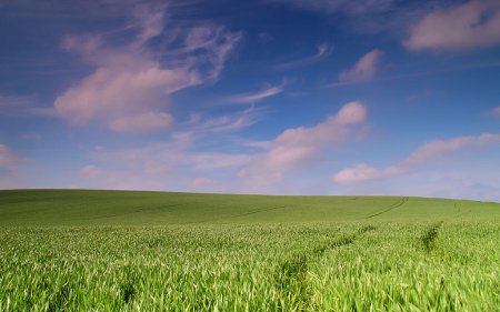 Качество российской пшеницы с каждым годом растет - эксперт