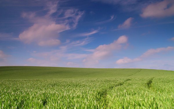 Качество российской пшеницы с каждым годом растет - эксперт