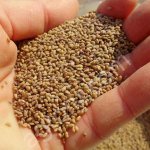 Семена трав