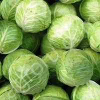 Капуста белокочанная