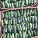 огурцы от производителя