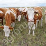 Бычки симменталы