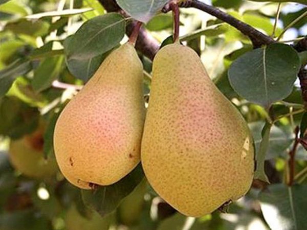 Бельгия начинает экспорт груши на китайский рынок