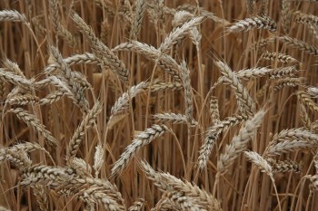 Россия практически завершила уборку урожая, намолотив 101,4 млн. тонн зерна