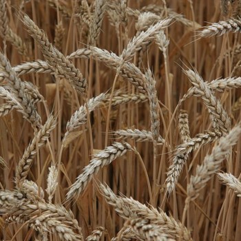 Россия практически завершила уборку урожая, намолотив 101,4 млн. тонн зерна