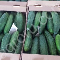 Огурцы атлет