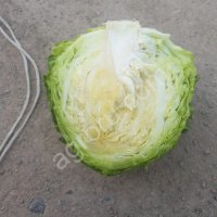 капуста белокочанная