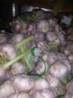 <strong>чеснок</strong>