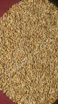 Ячмень фуражный