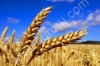 Пшеница 3,4, класс