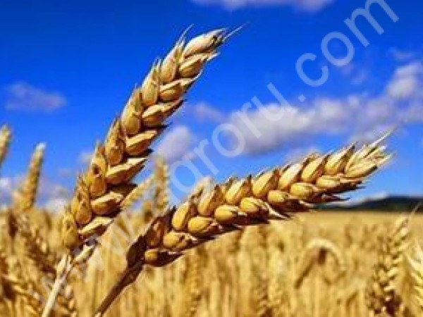 Пшеница 3,4, класс