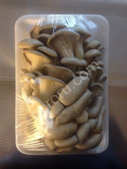 Листовой салат в горшке, зелень, грибы