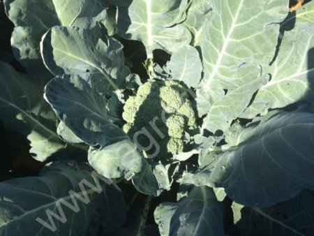 Выращиваю и заключаю договор на капусты цветной и капусты брокколи для торговых сетей на 20