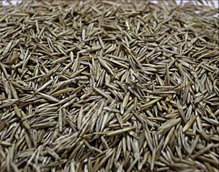 Овсяница луговая РС1