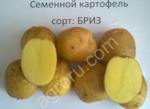 Семенной картофель.