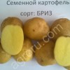Семенной картофель.