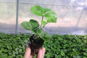 Саженцы клубники высокоурожайных промышленных сортов
