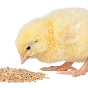 Комбикорм для суточных цыплят старт от 1 кг