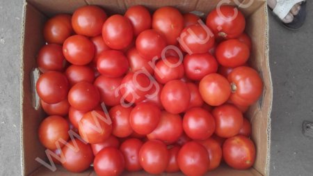 помидоры (махитос, панда роза, пинк клер)