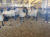 овцы и бараны Романовской породы