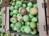 Яблоки российские летние урожай 2026 года