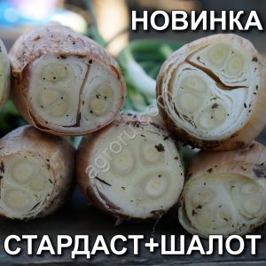 Лук на зелень Новый