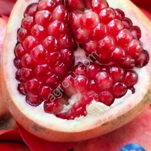 Гранат свежий
