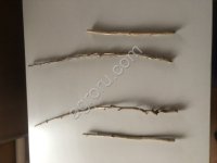 Черенки смородины и крыжовника без шипов