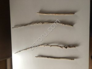 Черенки смородины и крыжовника без шипов