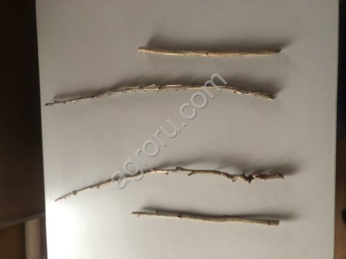 Черенки смородины и крыжовника без шипов