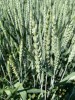 Семена озимой пшеницы