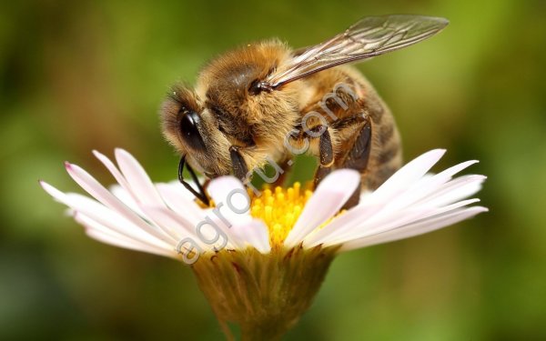 Пчелопакеты