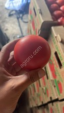 Помидор розовый оптом