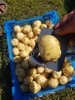 Картофель продовольственный.