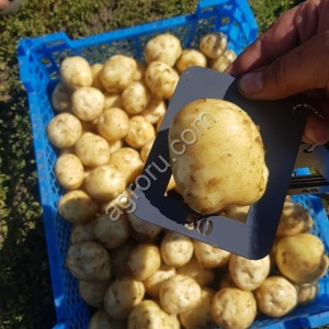 Картофель продовольственный.