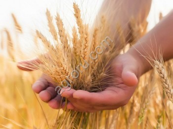 Семена озимой пшеницы ЭТЮД ЭС