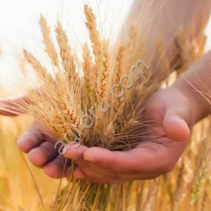 Семена озимой пшеницы ЭТЮД ЭС