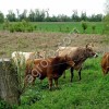 Электро-пастух (электро-изгородь) на 2 гектара