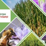 Семена Фацелии и Люцерны